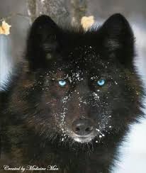 Black And Grey Wolf With Blue Eyes Blue Eyed Black Wolf Lobos Animais Animais Lindos