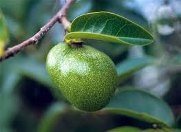 Image result for Annonaceae