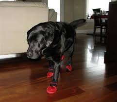 Pin On Summer Dog Boots Meshies By Barko Booties
