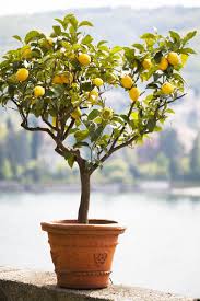 10 Front Door Plants That Will Give Your Entrance New Life Citrus Plant Lemon Tree Potted Meyer Lemon Tree