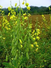 Image result for Crotalaria barkae