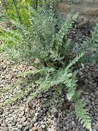 Image result for Cheilanthes hirta