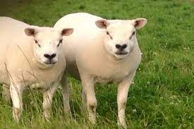 Căldură (e recomandată o temperatură de minimum 32 de grade în. Top 5 Rase De Oi De Carne Care Merg Crescute Foarte Bine In Romania