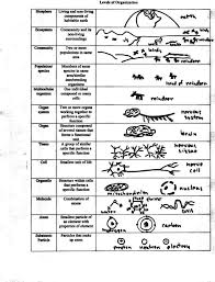 The biological levels of organization of living things are shown. Bio 5 General Biology