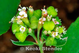 Image result for Euphorbia hyssopifolia