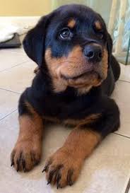 We invite you to explore our informative website. Trained Male And Female Active German Rottweiler Puppies For Lovely And Caring Home They Are Looking F Rottweiler Puppies Rottweiler German Rottweiler Puppies