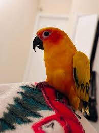 3 REUNITED <3 LOST CONURE HILLSIDE, Union County, NJ DECEMBER 12/04/2024  Please if anyone has seen her communicate with me seme lost the day  yesterday in hillside New Jersey please communicate with