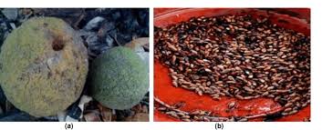 Image result for Treculia