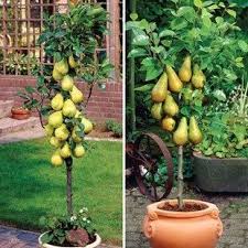 Patio Pear Trees (Conf/Doy du Com) 9cm Pot Imagine the pleasure of  harvesting and eating your own home-grown… | Dwarf fruit trees, Potted trees,  Growing fruit trees
