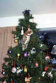 20 Cats In Christmas Trees Cat Christmas Tree Christmas Cats Christmas Animals