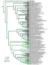 Image result for Indigofera cylindracea