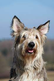 Check spelling or type a new query. Berger De Picar Herz Fuer Tiere De