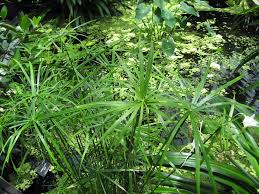 Image result for Cyperus sp. no. 1