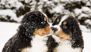 They blend some of the best traits of each breed in an adorable, … The Definitive Bernedoodle Owner S Guide A Loyal Loving Fluffy Companion Perfect Dog Breeds