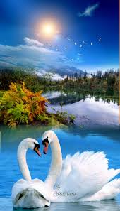 Pin By Ada Dalilah On Swans Art Creative Montage Beautiful Nature Pictures Beautiful Birds Beautiful Photos Of Nature