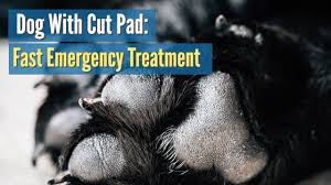 Carpal arthrodesis was associated with complications that did not. Dog With Cut Pad Fast Emergency Treatment Youtube