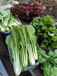 Hal ini dikarenakan desain taman belakang minimalis yang akan dibuat di halaman belakang rumah tersebut tidak terlihat langsung oleh orang lain yang kebetulan lewat depan rumah tersebut. Tanam 4 Jenis Sayur Tepi Rumah Bila Tuai Hasil Memang Puas Hati Keluarga