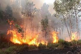 Incêndio de castro marim progride e causa danos em tavira e vrsa. Incendio De Grande Intensidade Em Tavira