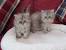 Fluffy Kittens For Free