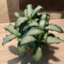 Image result for Murdannia