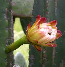 In especially dry conditions queen of the night is susceptible to fungal leaf spot, particularly during the spring. Queen Of The Night Cactus Cereus Jamacaru