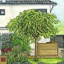 Die Schonsten Baume Fur Kleine Garten Baum Vorgarten Haus Baume Vorgarten