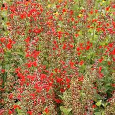 Image result for Salvia coccinea