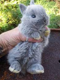 Cute Netherland Dwarf Bunnies Make Great Pets Love My Bunny