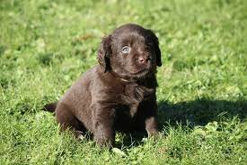 Mini Rouge Labrador Cute Animal Pictures Miniature Labrador Cute Animals