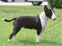 Image result for bulteriér