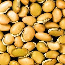 Pianta di lupini da mangiare. Come Si Coltivano I Lupini