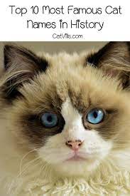 Another famous historical cat name that comes from a comic, heathcliff is a great name for your cat. Top 10 Most Famous Cat Names In History