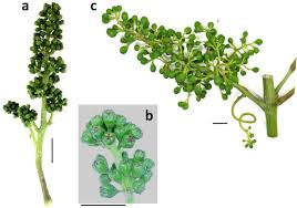 Hill top berry farm & winery. Same Same But Different Cluster Architecture Variation In Five Pinot Noir Clonal Selection Lines Correlates With Differential Expression Of Three Transcription Factors And Further Growth Related Genes Biorxiv