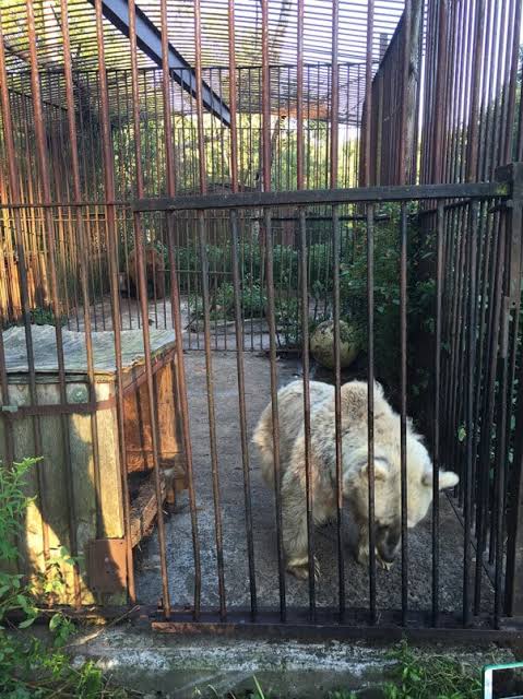 How to Tell if a Place Is a REAL Animal Sanctuary | PETA