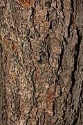 Image result for Dalbergia nitidula