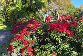 Among them are some species with distinctive foliage and a number of characteristics that will help you to identify. Flowering Trees Are Blooming In Florida