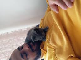 Kedi Isparta Fiyatlari Ikinci El Sifir Kiralik Ilanlar
