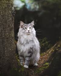 How To Cat Cats Cats Cats Cute Cat Cat Funny Diys For Cats Love Cat Cat Pet Cats Things Kittens Funny Cat Mug Diy Cat Coffee In 2020 Cats Cats