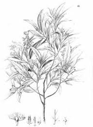 Image result for Ocotea kenyensis