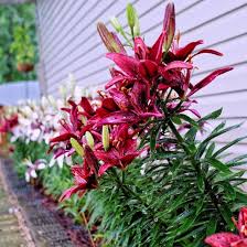 Mixed Asiatic Lilies Garden Flowers In 2020 Lily Garden Flower Garden Flowers