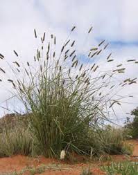 Image result for Hermbstaedtia linearis