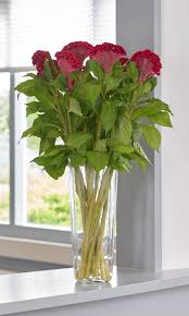 Image result for Celosia nervosa