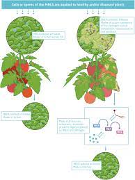Maybe you would like to learn more about one of these? Frontiers Mode Of Action Of Microbial Biological Control Agents Against Plant Diseases Relevance Beyond Efficacy Plant Science