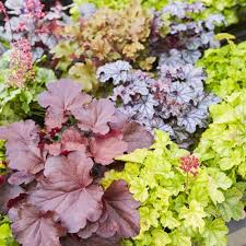 Gartenpflanzen & stauden bringen den garten zum leuchten. Pflanzen Im Herbst Archive Das Grune Medienhaus