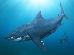Megalodon Historys Largest Predator That Mysteriously Vanished