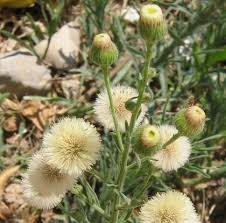 Image result for Erigeron bonariensis