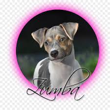 In seiner heimat ist er. Hund Der Rasse Brasilianischer Terrier Rat Terrier Miniature Fox Terrier Tenterfield Terrier Welpen Png Herunterladen 900 900 Kostenlos Transparent Png Herunterladen
