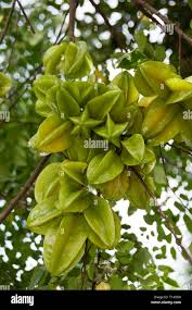 Image result for Averrhoa carambola
