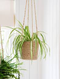 Decorar con plantas colgantes en el interior de tu hogar es algo que sería estupendo puesto que estarías en contacto directo con la naturaleza, algo que a todo el. Las Plantas De Interior Colgantes Mas Decorativas Para Tu Casa Foto 1