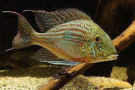 Technical specifications, tonnages and management details are derived from vesselfinder database. Pin Auf Cichlids Badidae